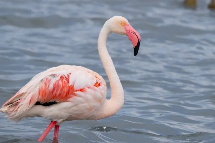 İzmit Körfezi'nde flamingo popülasyonu arttı