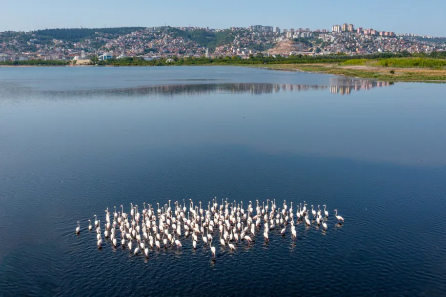 İzmit Körfezi'nde flamingo popülasyonu arttı