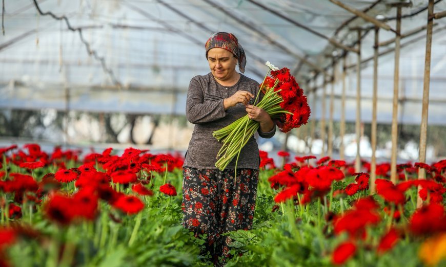 Süs bitkileri ihracatının yüzde 45,6'sı Antalya'dan