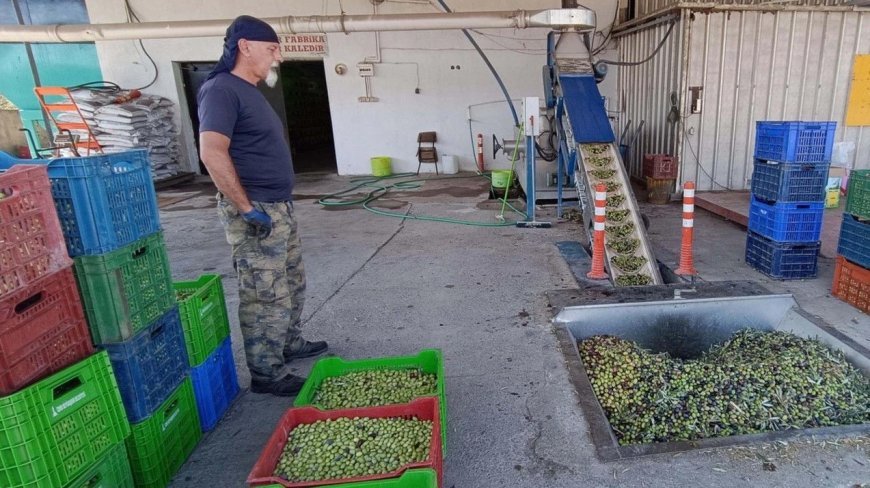 Foça'da erken hasat zeytin sıkımı başladı