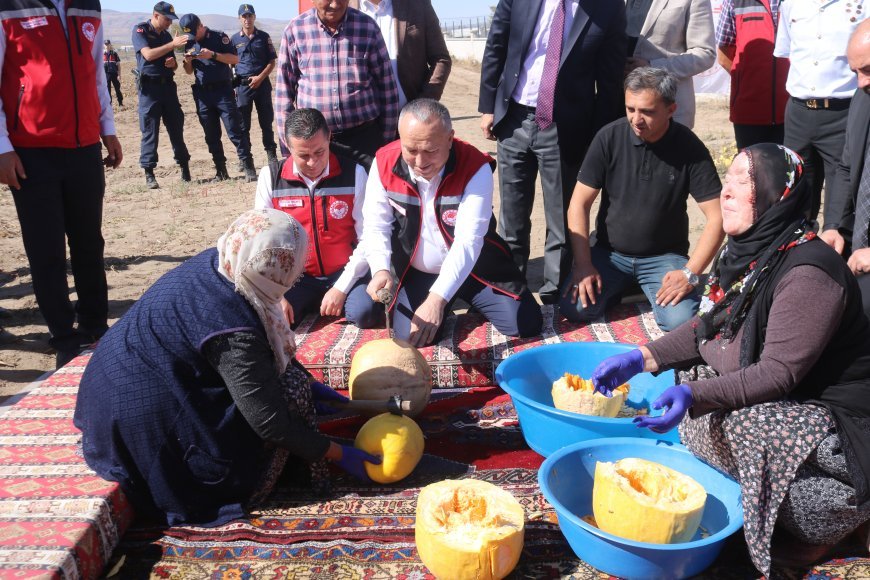 Nevşehir'de çerezlik kabak çekirdeği hasadı başladı